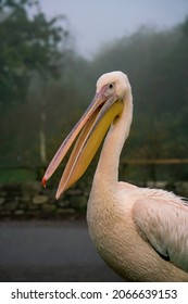 Portrait Of Great White Pelican  On Hazy Autumn Day