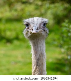 A Portrait Of A Greater Rhea Bird