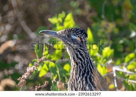 Portrait of a Greater Roadrunner standing in profile among green plants, with a clear view of the blue and orange accents near the bird’s eye.