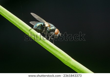 Portrait of a green flyfly.