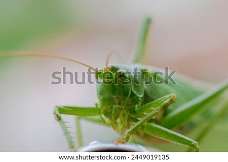 Portrait of a green grasshopper. A green herbivorous insect with powerful mouthpart, sitting on a metal tube. 