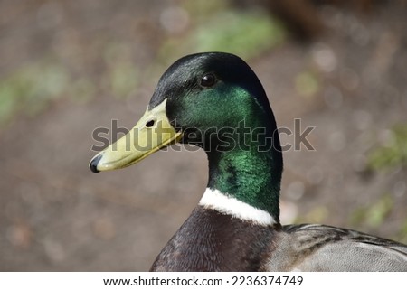 Portrait of a green head duck mallard drake on a gray background
