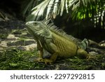 Portrait of green  iguana. Exotic iguana. Mauritius island, Africa