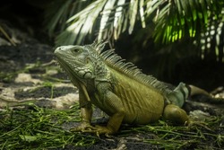Portrait Of Green  Iguana. Exotic Iguana. Mauritius Island, Africa