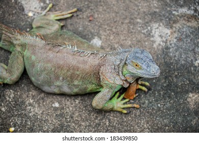 Portrait of Green Iguana, Thailand