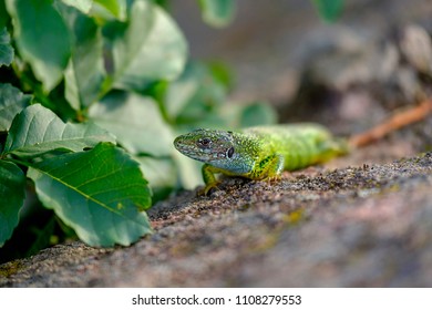 Portrait of a green lizard in the rocks 