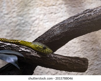 Portrait Of Green Mamba, DendroSpis Viridis Lying On A Branch And Lurks On Prey