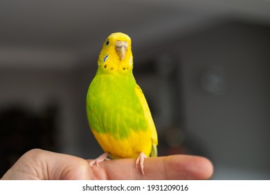 Download Yellow Parakeet Images Stock Photos Vectors Shutterstock