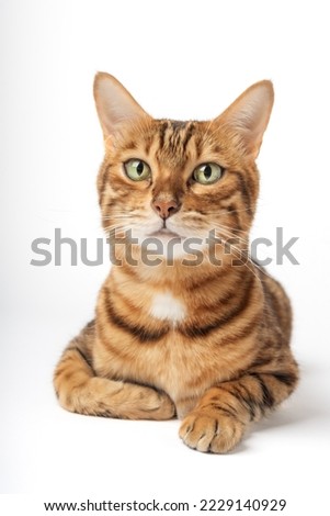 Portrait of a green-eyed Bengal cat on a white background. Cat for advertising food or pet products.