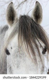 Portrait Of Grey Arabian Horse. Snow As Background