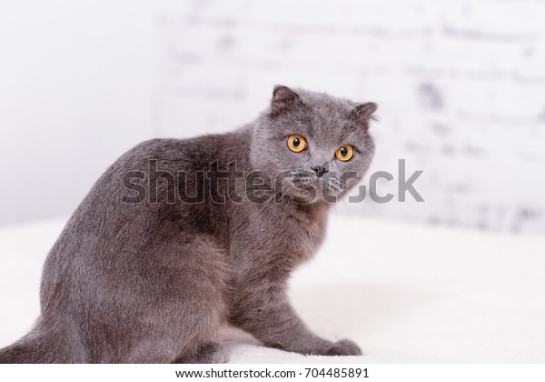 Portrait Grey Cat Breed Scottish Fold Stock Photo Edit Now 704485891