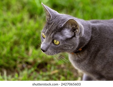 Portrait of a grey cat with golden yellow eyes and a soft grassy background - Powered by Shutterstock