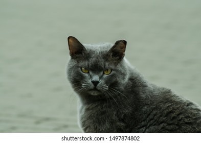A Portrait Of A Grey Cat, Looking With Judgement