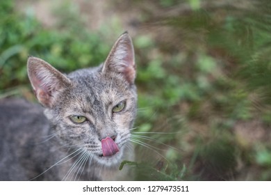 Portrait Of A Grey Cat With It's Tounge Out. Spring Vibes.