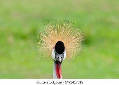 A portrait of Grey crowned crane (Balearica regulorum) with its stiff golden feathers on head in the field looking at camera.
