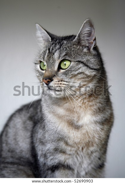 Portrait Grey European Shorthair Cat Stock Photo Edit Now