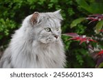 Portrait of grey fluffy Persian Chinchilla cat sitting in a garden