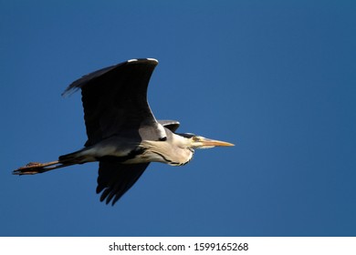 The portrait of grey heron in flight