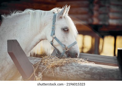 Portrait of a grey horse in a blue halter, which eats hay. A gray sports stallion is resting. Rural scene. Equestrian sport. Horseback ride.













   - Powered by Shutterstock