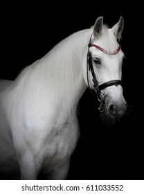 gray and black background horse