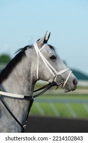 portrait of grey horse purebred thoroughbred at the race track with white racing track practice synthetic bridle with round ringed bit racing martingale english tack young grey thoroughbred race horse