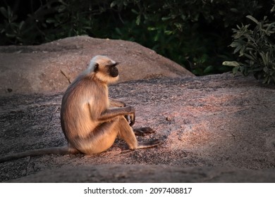 Portrait of a grey langur monkey sitting on a rock at sunset in Hampi, India