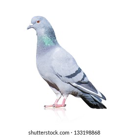 Full Body Beautiful Homing Pigeon Bird Stock Photo (Edit Now) 1467396758