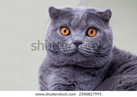 portrait of grey Scottish fold cat 