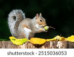 Portrait of a grey squirrel eating acorn on a tree stump in autumn, UK.