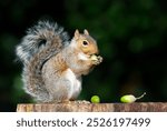 Portrait of a grey squirrel eating acorn on a tree stump in autumn, UK.