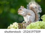 Portrait of a grey squirrel eating acorn on a tree stump in autumn, UK.