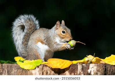 Portrait of a grey squirrel eating acorn on a tree stump in autumn, UK.