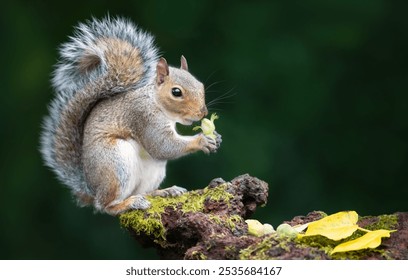 Portrait of a grey squirrel eating green hazelnut on a mossy tree stump in autumn, UK.