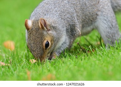 Portrait of a grey squirrel (sciurus carolinensis) digging