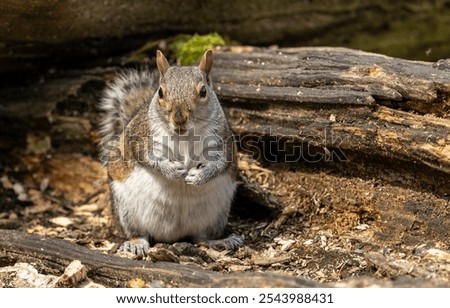 Portrait of a grey squirrel sciurus carolinensis in autumn, UK.
