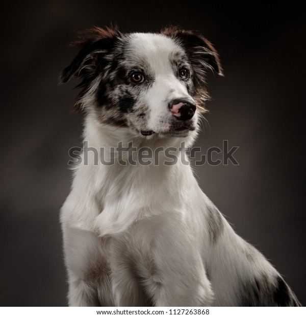 Portrait Grey White Border Collie On Stock Photo Edit Now 1127263868