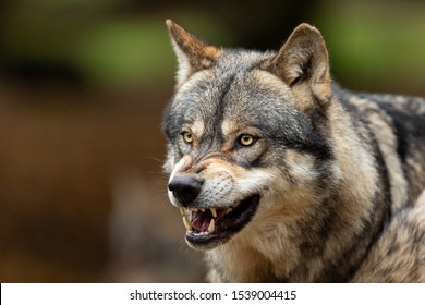 Portrait of a Grey wolf angry in the forest - Shutterstock ID 1539004415