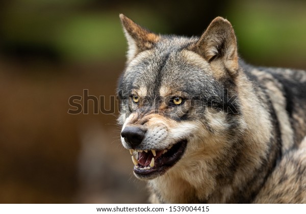 Portrait of a Grey\
wolf angry in the\
forest