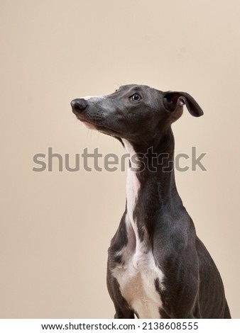 Portrait of a greyhound dog. handsome whippet in a photo studio
