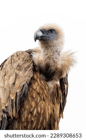 Portrait of Griffon Vulture Gyps fulvus,white background, biblical gyps, Old World vultures are vultures that are found in the Old World, i.e. the continents of Europe, Asia and Africa,
				