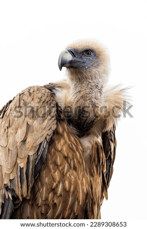 Portrait of Griffon Vulture Gyps fulvus,white background, biblical gyps, Old World vultures are vultures that are found in the Old World, i.e. the continents of Europe, Asia and Africa,
