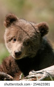 Portrait Of Grizzly Bear Cub (Ursus Arctos) 