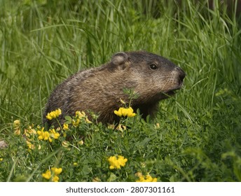 A Portrait of a Ground Hog