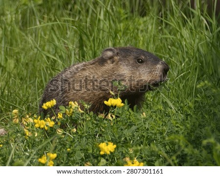 A Portrait of a Ground Hog