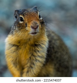 Portrait Of A Ground Squirrel In Glacier National Park