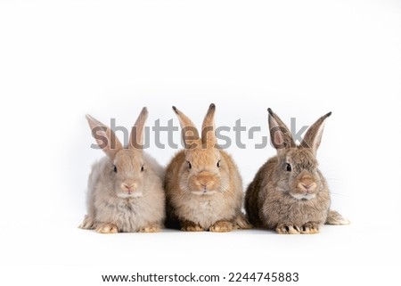Portrait of group bunny rabbit easter animal isolated on white background.