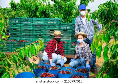 Portrait Of Group Of Farm Workers In Face Masks, Man And Two Women, Holding Boxes With Cherry At Orchard