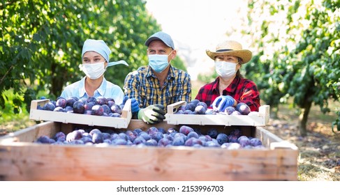 Portrait Of Group Of Farm Workers In Protective Face Masks Posing With Harvest Of Plums