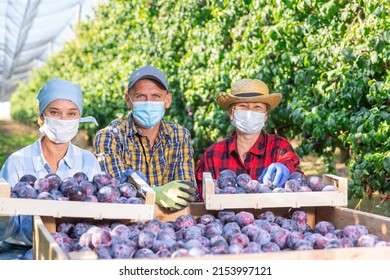 Portrait Of Group Of Farm Workers In Protective Face Masks Posing With Harvest Of Plums