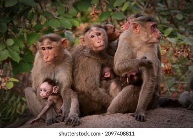 Portrait of a group of female bonnet macaque monkeys with babies in Hampi, India
